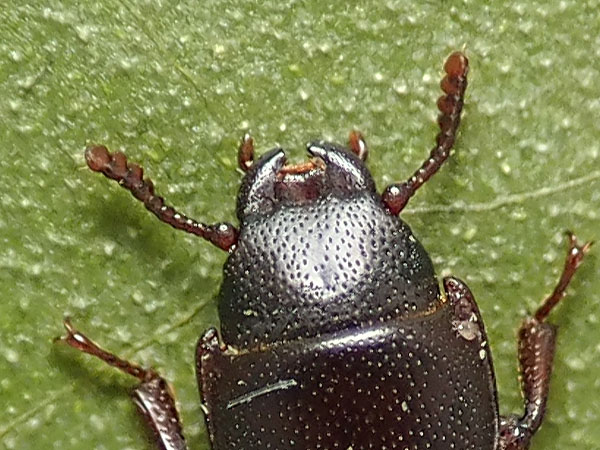 Trogositidae: Tenebroides mauritanicus? S, aff. mauritanicus